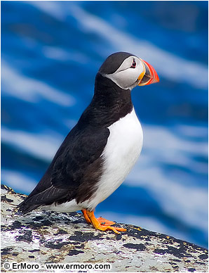 Puffin Scotland